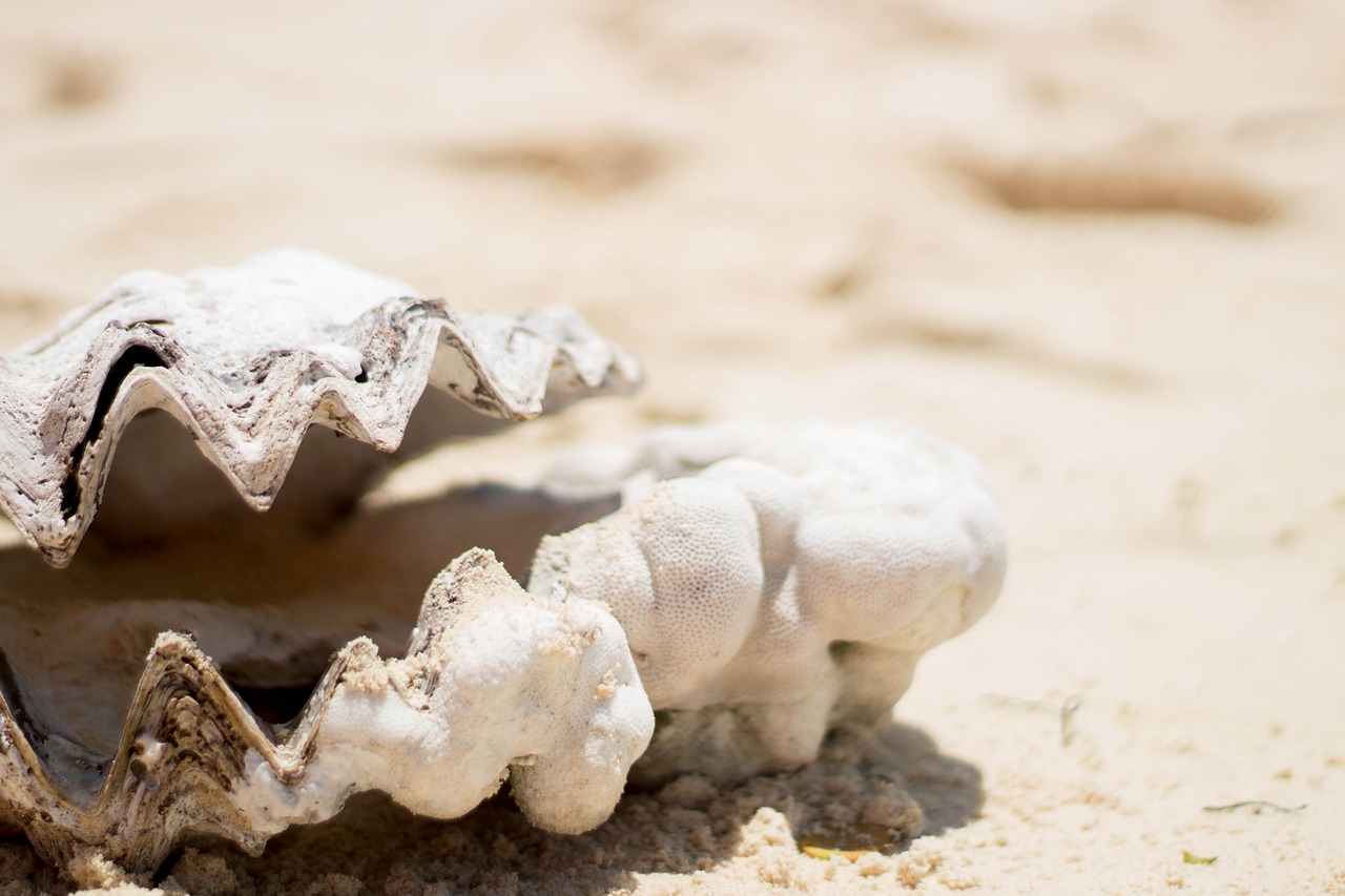 Muscheln am Strand der Malediven