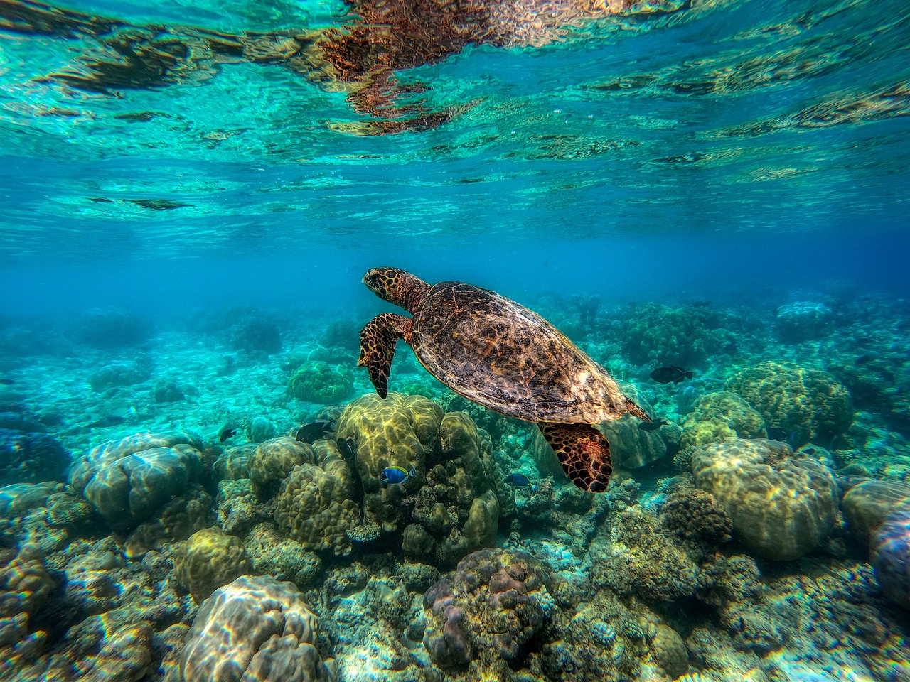 Meeresschildkröte in der Unterwasserwelt der Malediven
